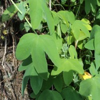 Passiflora subpeltata Ortega